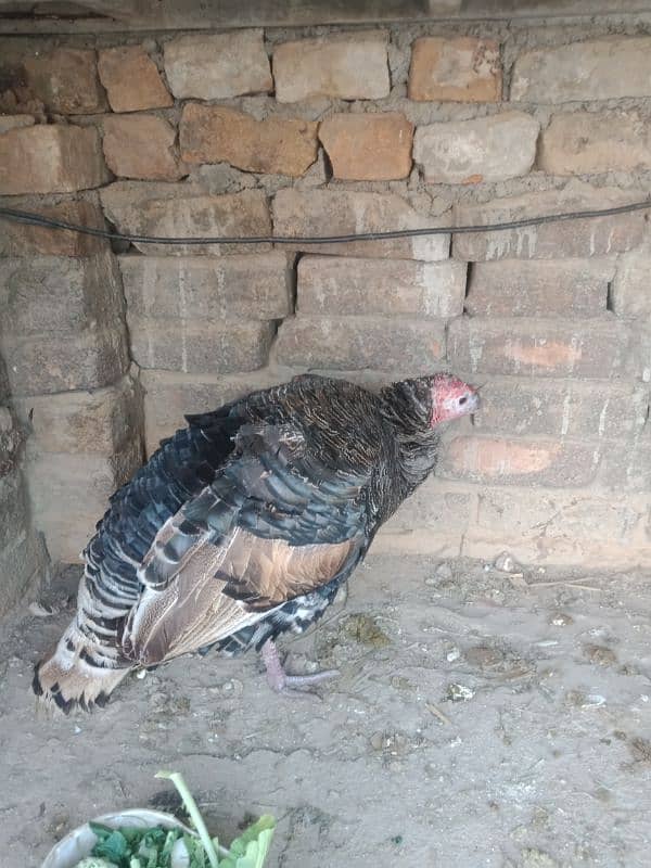 Turkey bird pair urgent for sale 2