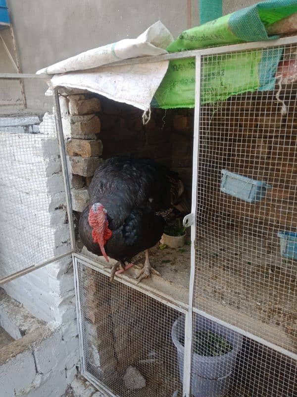 Turkey bird pair urgent for sale 3