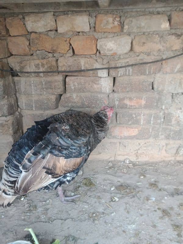 Turkey bird pair urgent for sale 4