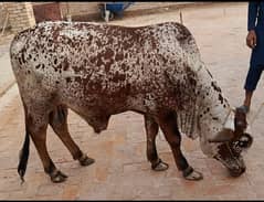 cholistani beautiful bull