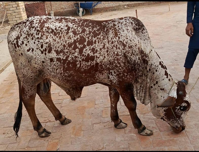 cholistani beautiful bull 0