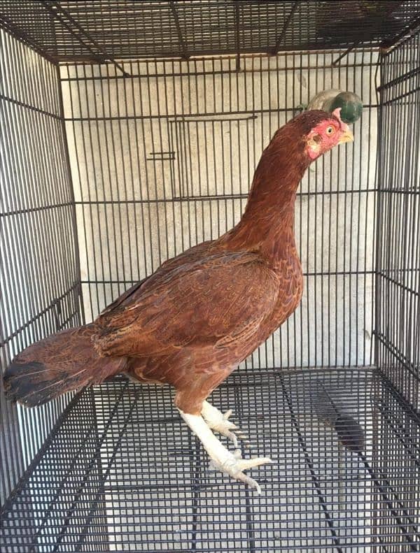 Aseel Female Hens 7