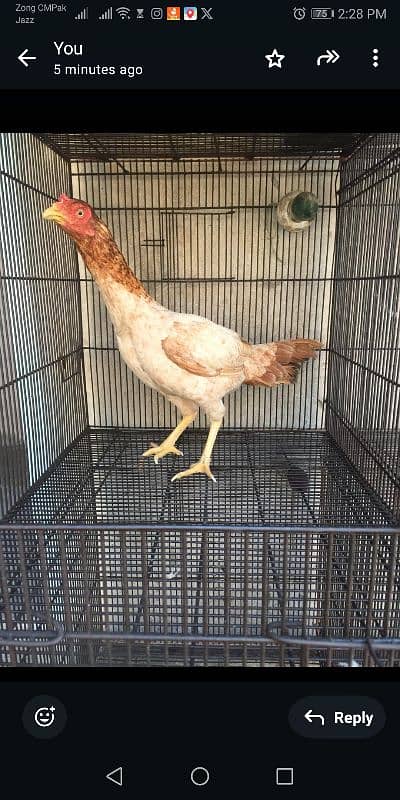 Aseel Female Hens 8