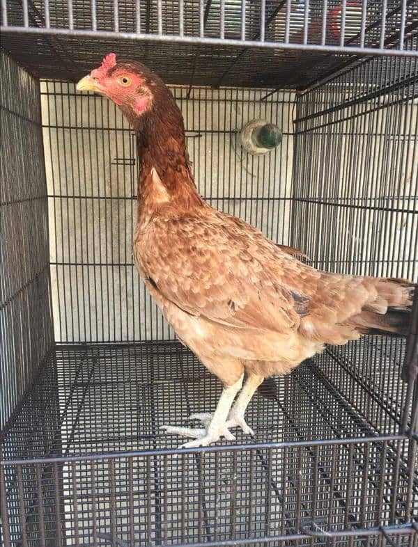 Aseel Female Hens 10