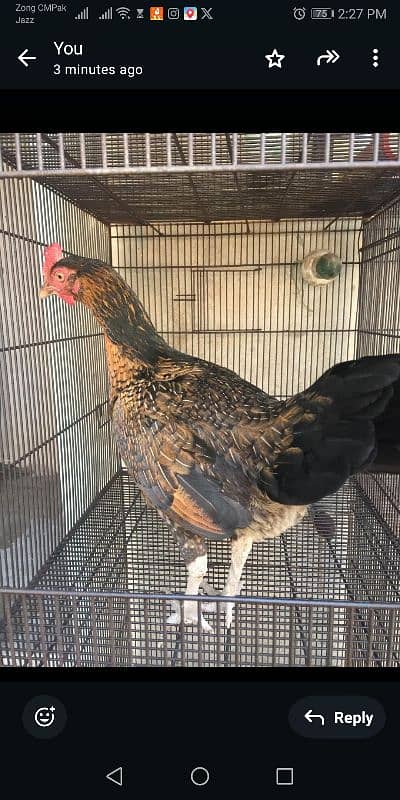 Aseel Female Hens 12