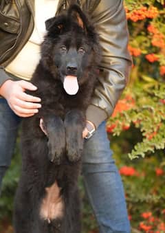 BLACK GERMAN SHEPHERD PUPPIES AVAILABLE FOR SALE