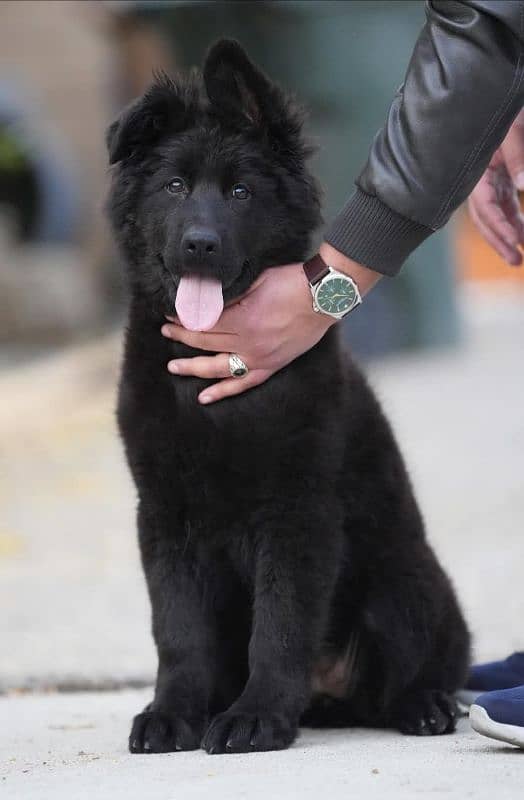 BLACK GERMAN SHEPHERD PUPPIES AVAILABLE FOR SALE 1