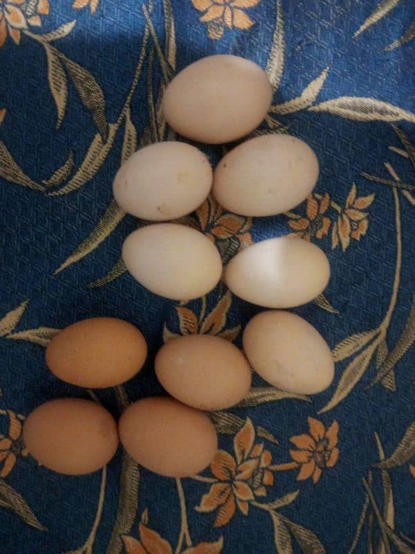 Golden & White Buff Fertile Eggs 0