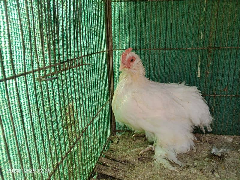 White Bantam Pair 0