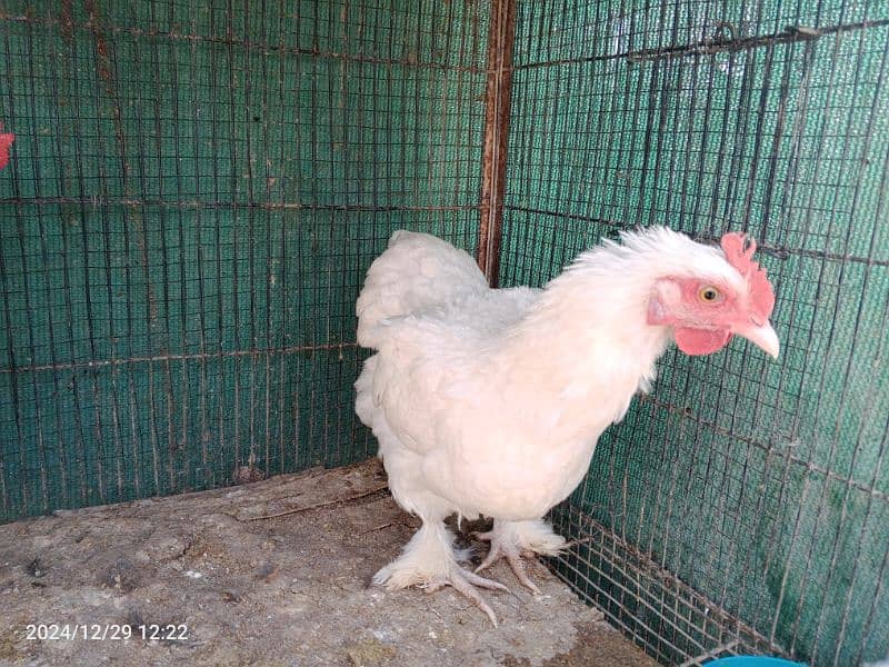 White Bantam Pair 1