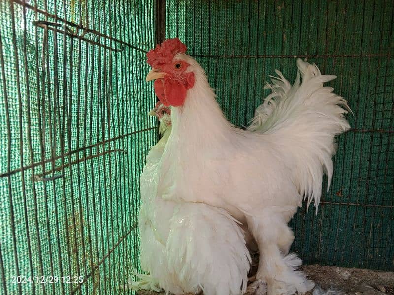 White Bantam Pair 2