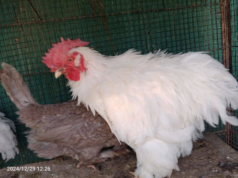 White Bantam Pair 3