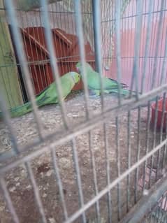 pair Ringneck