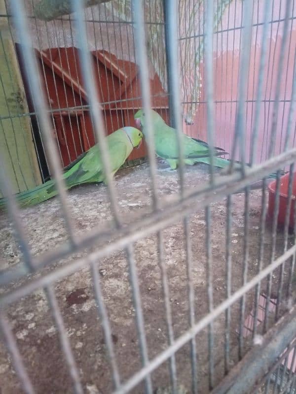 pair Ringneck 0