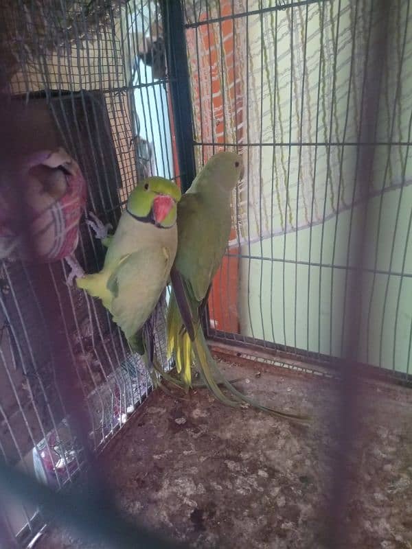 pair Ringneck 2