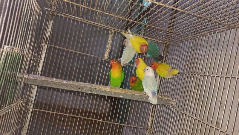 pestal, Lotino, green fisher budgie male 4