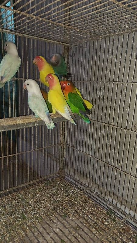 pestal, Lotino, green fisher budgie male 5