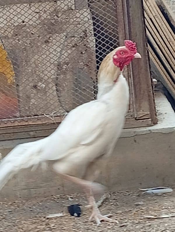 pure white aseel male for sell 0