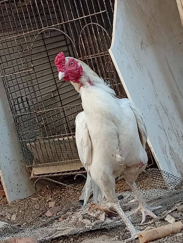 pure white aseel male for sell 1