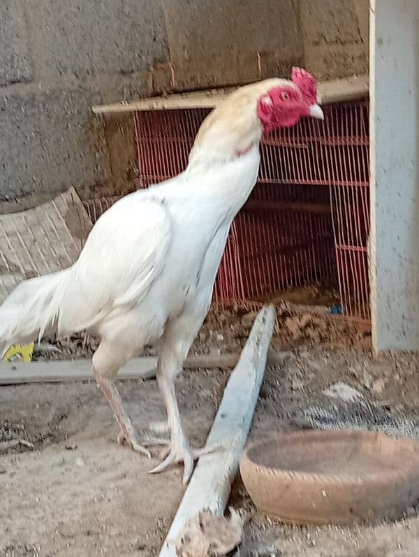 pure white aseel male for sell 2