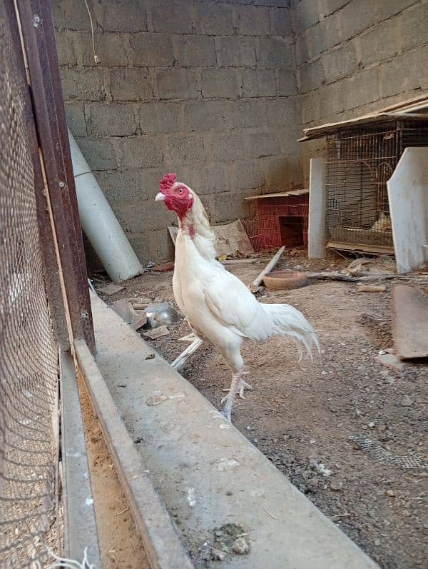 pure white aseel male for sell 3