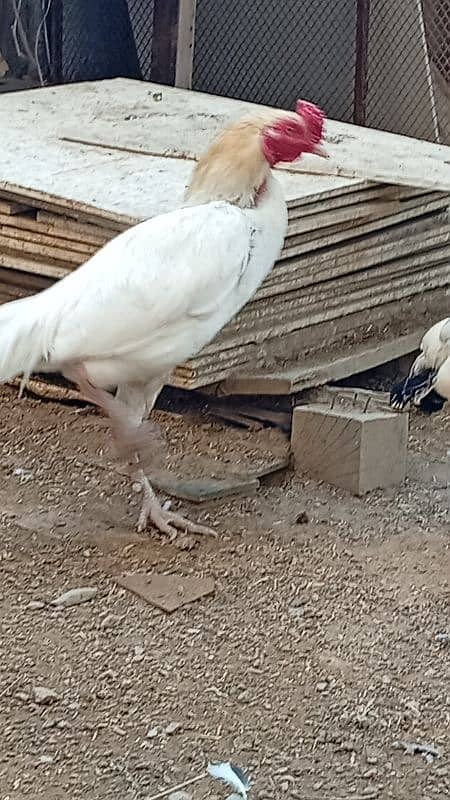 pure white aseel male for sell 5