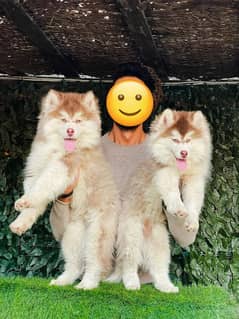 IMPORTED ALSAKAN MALAMUTE PUPPIES AVAILABLE FOR SALE