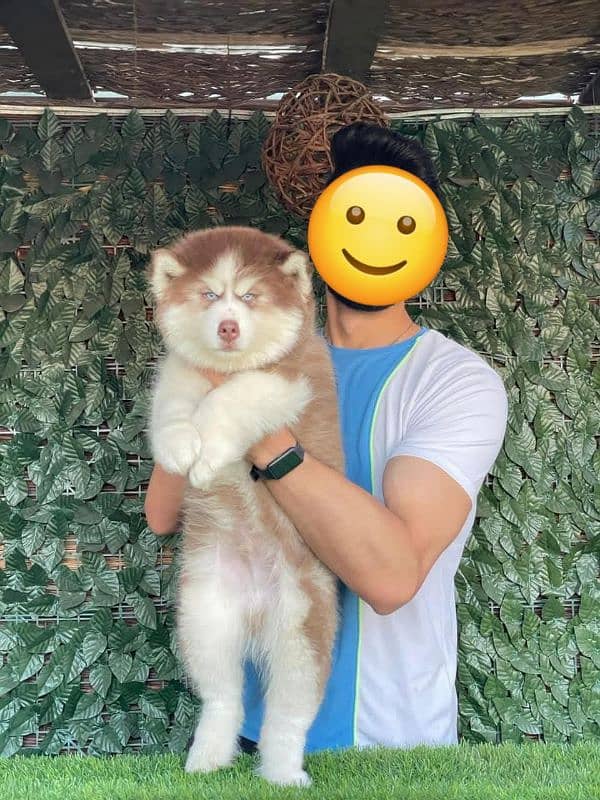 IMPORTED ALSAKAN MALAMUTE PUPPIES AVAILABLE FOR SALE 1