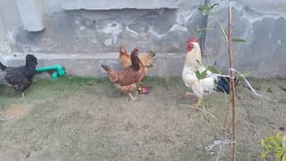 2 Golden Misri Hen + desi Roster. 03-06-5561-549