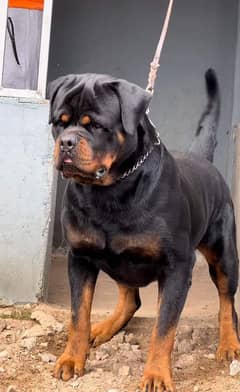 EUROPEAN ROTTWEILER PUNCH FACE PUPPY AVAILABLE