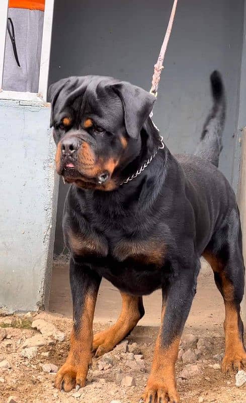 EUROPEAN ROTTWEILER PUNCH FACE PUPPY AVAILABLE 1