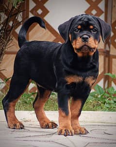 EUROPEAN ROTTWEILER PUNCH FACE PUPPY AVAILABLE