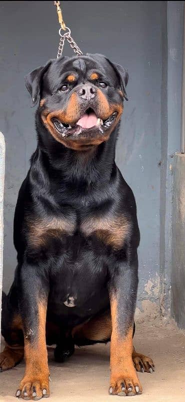 EUROPEAN ROTTWEILER PUNCH FACE PUPPY AVAILABLE 2