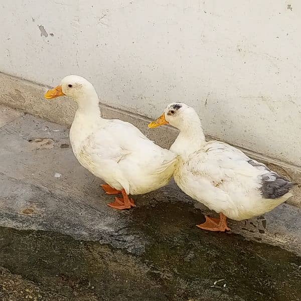 white ducks  need to sell urgently 0