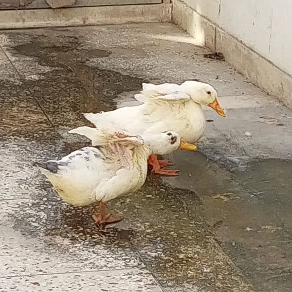 white ducks  need to sell urgently 1