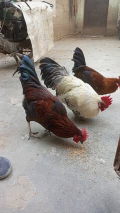 3 desi murghy for sale