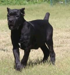 IMPORTED BLACK CANE CORSO PUPPY AVAILABLE FOR SALE