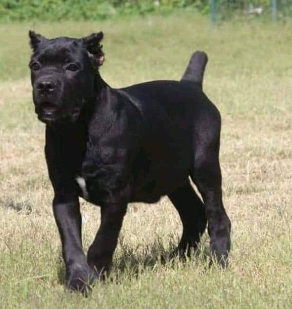 IMPORTED BLACK CANE CORSO PUPPY AVAILABLE FOR SALE 0