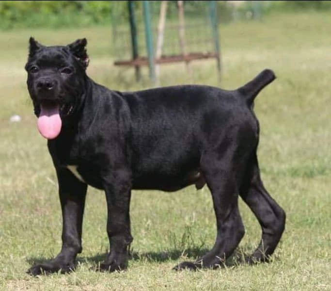 IMPORTED BLACK CANE CORSO PUPPY AVAILABLE FOR SALE 1