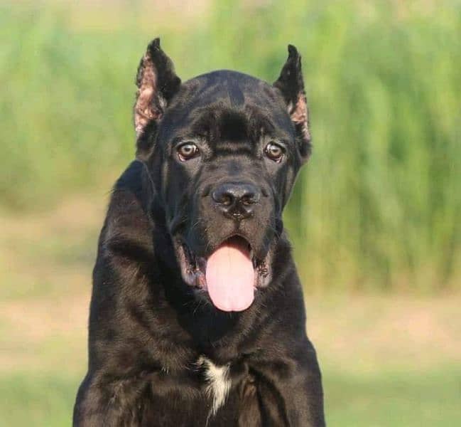 IMPORTED BLACK CANE CORSO PUPPY AVAILABLE FOR SALE 2