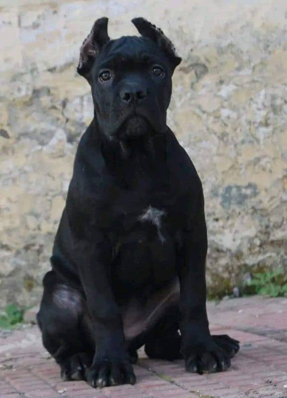 IMPORTED BLACK CANE CORSO PUPPY AVAILABLE FOR SALE 3