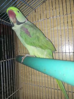 Raw parrot male age 2 year price 30k