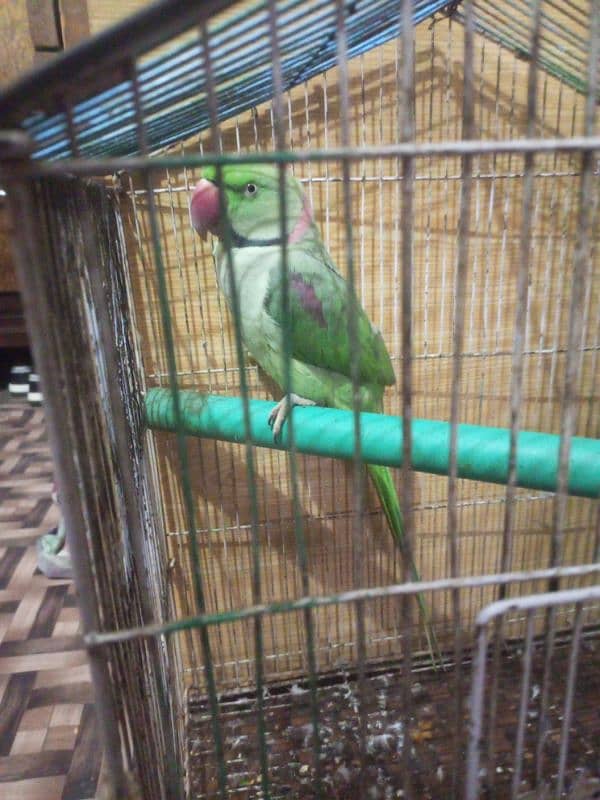 Raw parrot male age 2 year price 30k 1