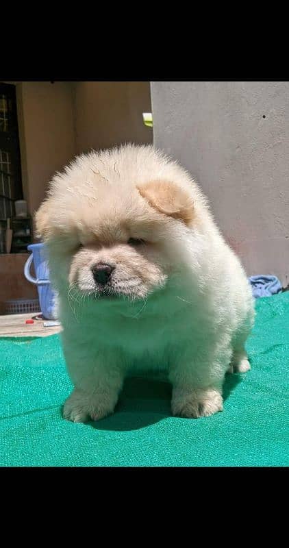 IMPORTED CHOW CHOW PUPPIES AVAILABLE FOR SALE 0