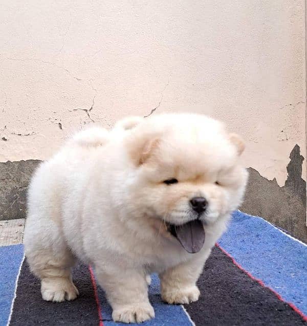 IMPORTED CHOW CHOW PUPPIES AVAILABLE FOR SALE 1