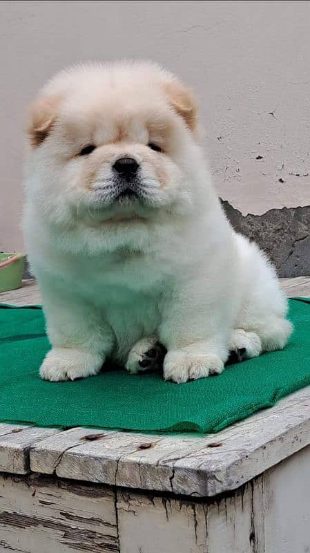 IMPORTED CHOW CHOW PUPPIES AVAILABLE FOR SALE 3