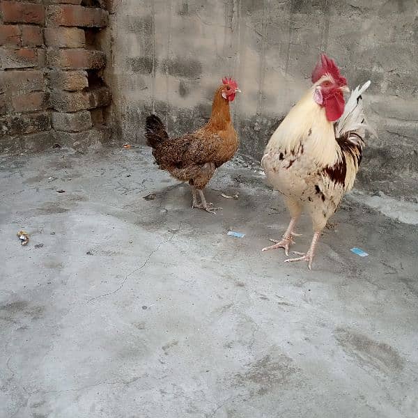 misri trio set hens for sale dono murgea Andy da Rahi ha granted 0