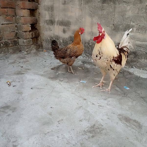 misri trio set hens for sale dono murgea Andy da Rahi ha granted 1