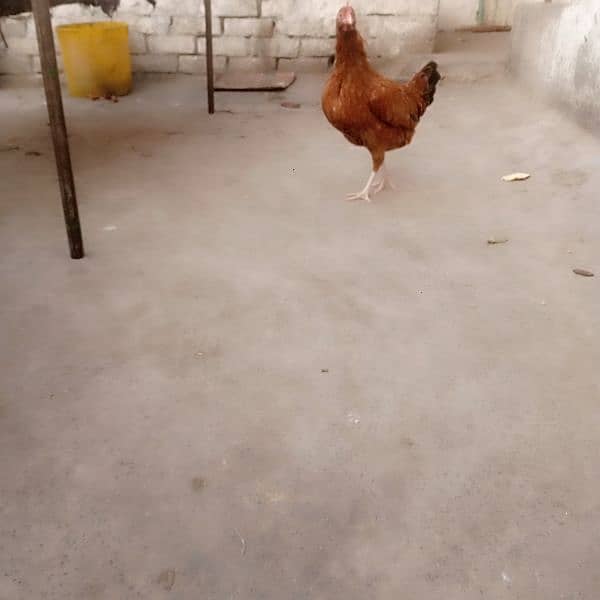 misri trio set hens for sale dono murgea Andy da Rahi ha granted 2