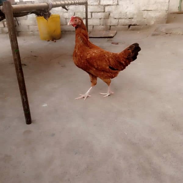 misri trio set hens for sale dono murgea Andy da Rahi ha granted 3